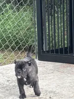 Luna , a female French Bulldog and Olde English Bulldogge for sale in Lehigh Acres, FL – 3 of 3