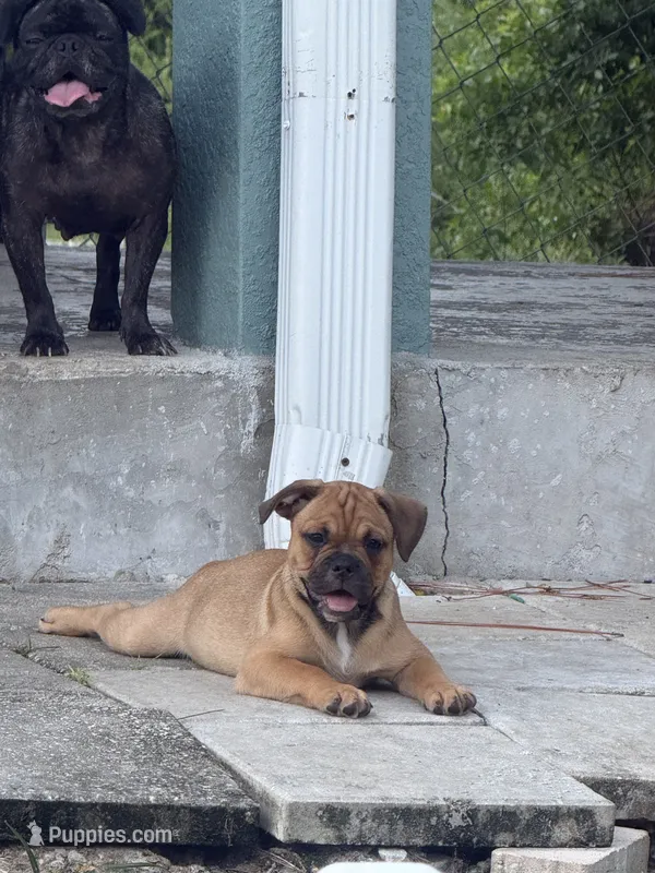 Cookita  – French Bulldog, Olde English Bulldogge puppy for sale in Lehigh Acres, FL