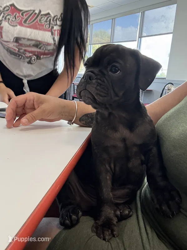 Litio – French Bulldog, Olde English Bulldogge puppy for sale in Lehigh Acres, FL