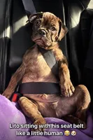 Litio, a male French Bulldog and Olde English Bulldogge for sale in Lehigh Acres, FL – 2 of 8