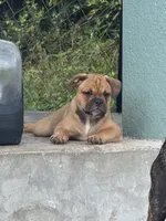 Cookie , a female French Bulldog and Olde English Bulldogge for sale in Lehigh Acres, FL – 5 of 6