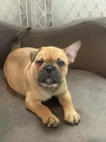 Cookies vanilla , a female French Bulldog and Olde English Bulldogge for sale in Lehigh Acres, FL – 1 of 2