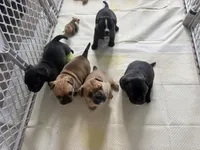 Max, a male French Bulldog and Olde English Bulldogge for sale in Lehigh Acres, FL – 2 of 8