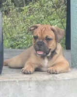 Cookie , a female French Bulldog and Olde English Bulldogge for sale in Lehigh Acres, FL – 4 of 6