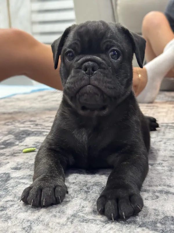 Lito  – French Bulldog, Olde English Bulldogge puppy for sale in Lehigh Acres, FL
