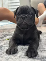 Lito , a male French Bulldog and Olde English Bulldogge for sale in Lehigh Acres, FL – 1 of 4