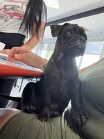 Litio, a male French Bulldog and Olde English Bulldogge for sale in Lehigh Acres, FL – 3 of 8