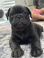 Lito , a male French Bulldog and Olde English Bulldogge for sale in Lehigh Acres, FL – 4 of 4