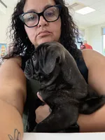 Litio, a male French Bulldog and Olde English Bulldogge for sale in Lehigh Acres, FL – 8 of 8