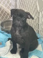 Litio, a male French Bulldog and Olde English Bulldogge for sale in Lehigh Acres, FL – 7 of 8