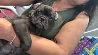 Litio, a male French Bulldog and Olde English Bulldogge for sale in Lehigh Acres, FL – 4 of 8