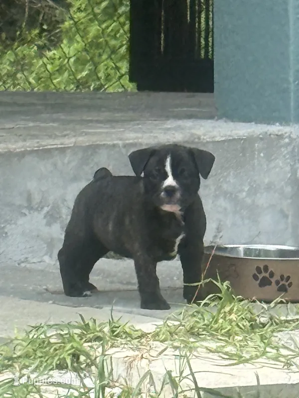 Luna  – French Bulldog, Olde English Bulldogge puppy for sale in Lehigh Acres, FL