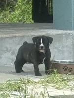 Luna , a female French Bulldog and Olde English Bulldogge for sale in Lehigh Acres, FL – 1 of 3
