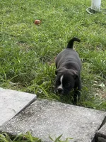 Luna , a female French Bulldog and Olde English Bulldogge for sale in Lehigh Acres, FL – 2 of 3
