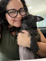 Litio, a male French Bulldog and Olde English Bulldogge for sale in Lehigh Acres, FL – 6 of 8