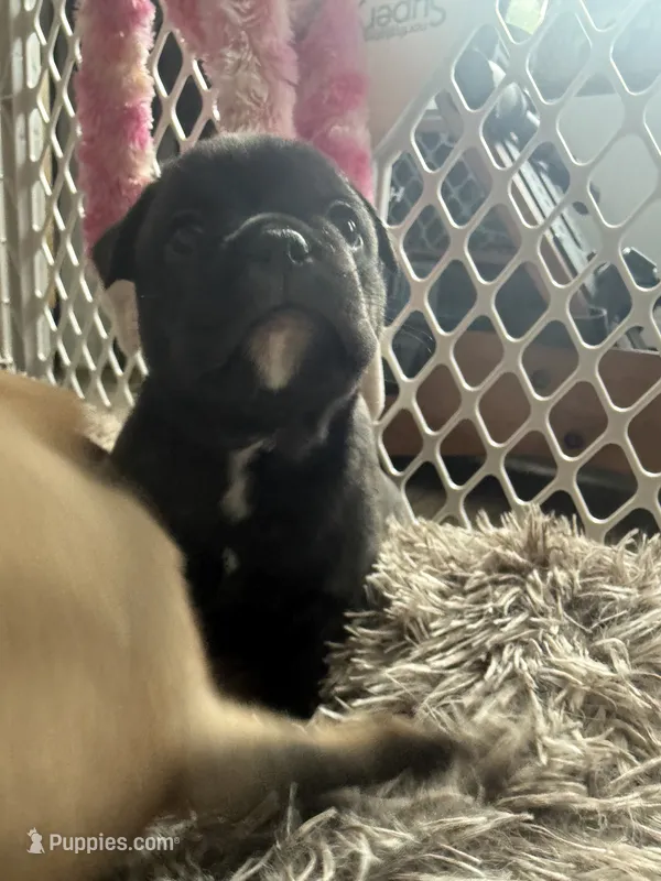 Max – French Bulldog, Olde English Bulldogge puppy for sale in Lehigh Acres, FL