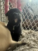 Max, a male French Bulldog and Olde English Bulldogge for sale in Lehigh Acres, FL – 5 of 8
