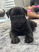 Lito , a male French Bulldog and Olde English Bulldogge for sale in Lehigh Acres, FL – 3 of 4