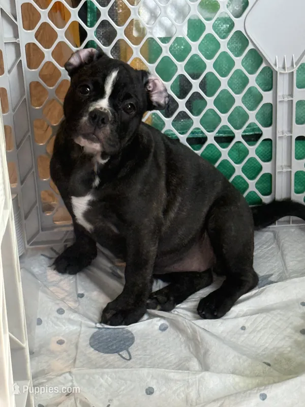 Lunita – French Bulldog, Olde English Bulldogge puppy for sale in Lehigh Acres, FL