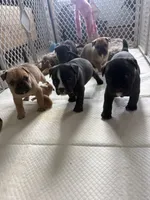 Max, a male French Bulldog and Olde English Bulldogge for sale in Lehigh Acres, FL – 8 of 8