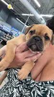 Cookies vanilla , a female French Bulldog and Olde English Bulldogge for sale in Lehigh Acres, FL – 2 of 2