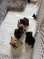 Max, a male French Bulldog and Olde English Bulldogge for sale in Lehigh Acres, FL – 7 of 8