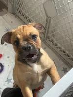 Cookita , a female French Bulldog and Olde English Bulldogge for sale in Lehigh Acres, FL – 4 of 5