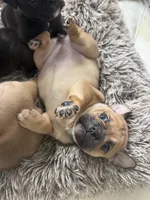 Max, a male French Bulldog and Olde English Bulldogge for sale in Lehigh Acres, FL – 3 of 8