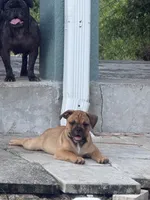 Cookie , a female French Bulldog and Olde English Bulldogge for sale in Lehigh Acres, FL – 6 of 6