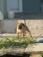 Bella   , a female French Bulldog and Olde English Bulldogge for sale in Lehigh Acres, FL – 2 of 2