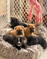 Max, a male French Bulldog and Olde English Bulldogge for sale in Lehigh Acres, FL – 6 of 8