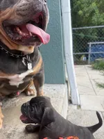 Lito , a male French Bulldog and Olde English Bulldogge for sale in Lehigh Acres, FL – 2 of 4