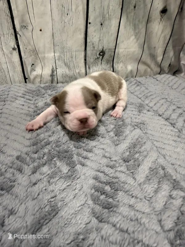 Leo – Boston Terrier puppy for sale in Gladewater, TX