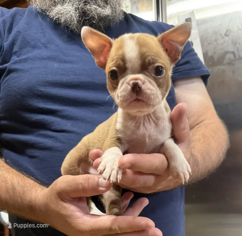 Michelle  – Boston Terrier puppy for sale in Gladewater, TX