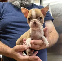 Michelle , a female Boston Terrier for sale in Gladewater, TX – Photo 1 of 2