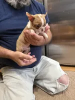 Michelle , a female Boston Terrier for sale in Gladewater, TX – Photo 2 of 2