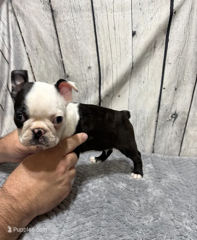 Boy 2 – Boston Terrier puppy for sale in Gladewater, TX