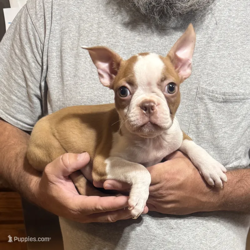 Darla – Boston Terrier puppy for sale in Gladewater, TX