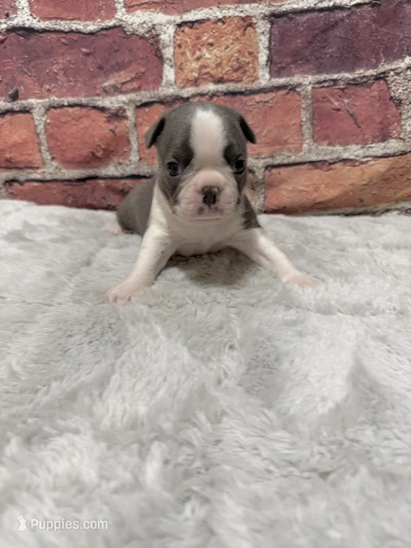 Jimmy  – Boston Terrier puppy for sale in Gladewater, TX