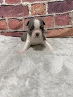 Jimmy , a male Boston Terrier for sale in Gladewater, TX – 1 of 3