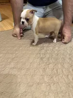 Brenda , a female Boston Terrier for sale in Gladewater, TX – Photo 2 of 3