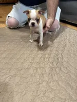 Brenda , a female Boston Terrier for sale in Gladewater, TX – Photo 3 of 3