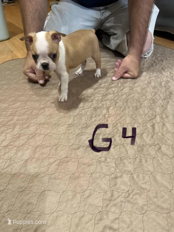 Brenda  – Boston Terrier puppy for sale in Gladewater, TX