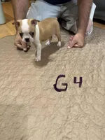 Brenda , a female Boston Terrier for sale in Gladewater, TX – Photo 1 of 3