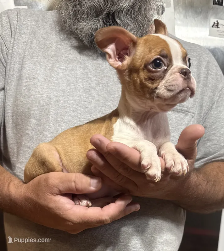 Glory – Boston Terrier puppy for sale in Gladewater, TX