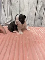 Girl2, a female Boston Terrier for sale in Gladewater, TX – 3 of 4