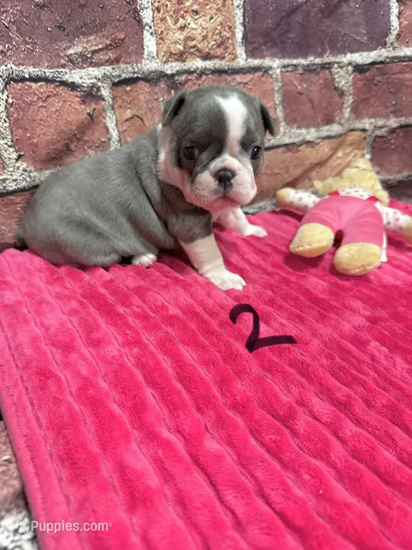Jane – Boston Terrier puppy for sale in Gladewater, TX