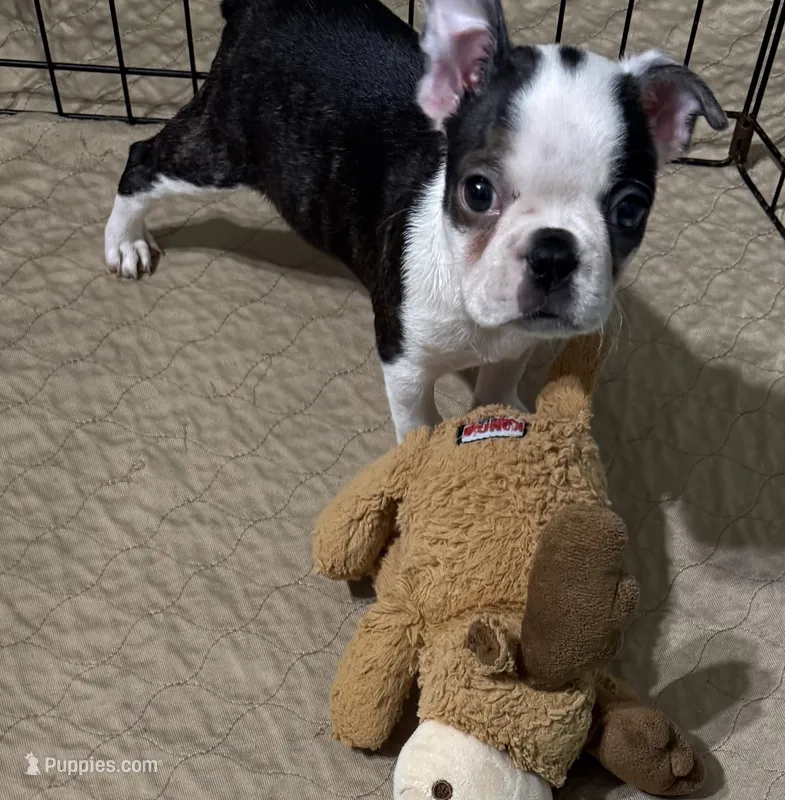 Milo – Boston Terrier puppy for sale in Gladewater, TX