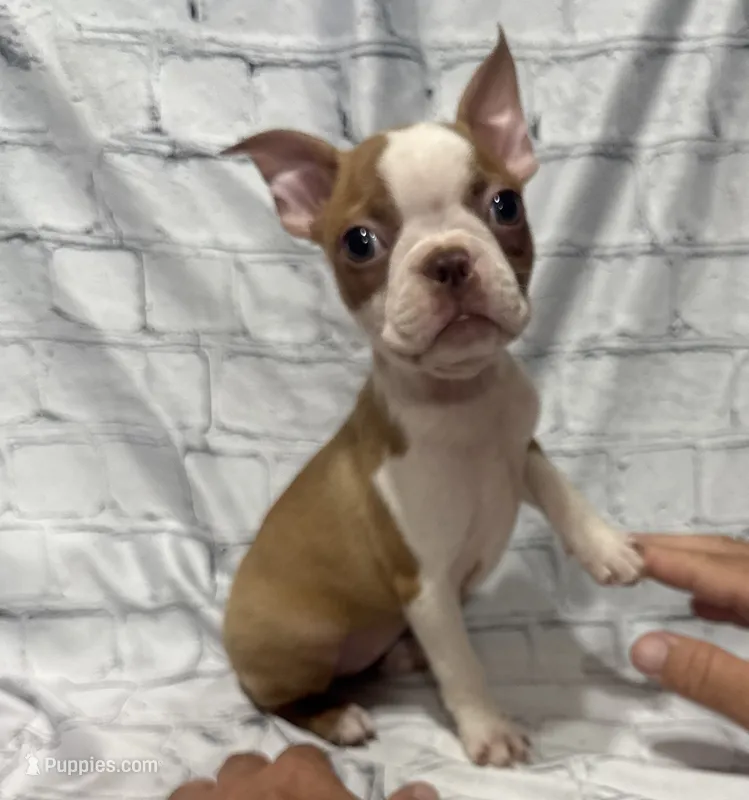 Darla – Boston Terrier puppy for sale in Gladewater, TX