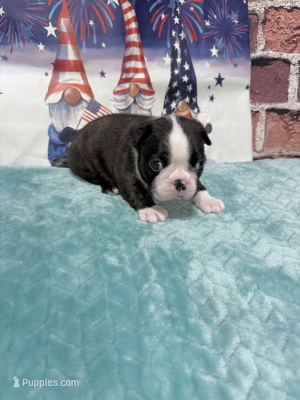 Mitch – Boston Terrier puppy for sale in Gladewater, TX